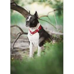 AMIPLAY Obroża półzaciskowa Cotton - Czerwona XL (34-55 x 3cm)