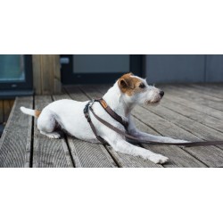 AMIPLAY Szelki regulowane Cotton - Brązowe M