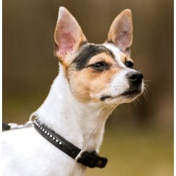 DINGO Obroża Glamour - czarna 16mm x 41cm