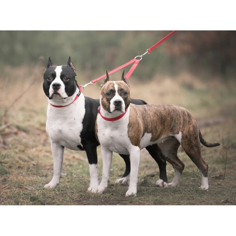 AMIPLAY Dwójnik Basic - Czarny M