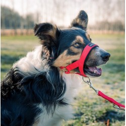 AMIPLAY Halter Basic - Czerwony XXL