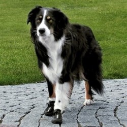 TRIXIE Buty ochronne "Walker Active" M (2szt.)