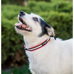 AMIPLAY Obroża regulowana Shine - Czerwona M (25-40 x 1,5cm)