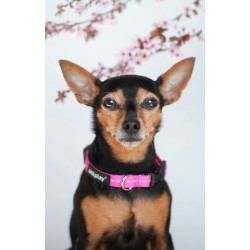 AMIPLAY Obroża regulowana Reflective - Różowa S (20-35 x 1cm)