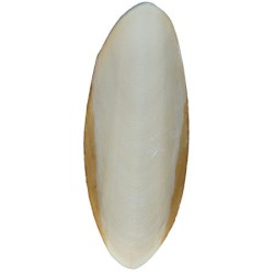 TRIXIE Zestaw kości z mątwy - sepia 2szt.