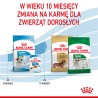 ROYAL CANIN Mini Puppy karma sucha dla szczeniąt ras małych, od 2 do 10 miesiąca życia 4 kg