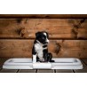 ZOLUX Puppy trainer 40 x 60 x 4cm