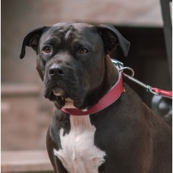 DINGO Obroża Twilight Silver (pojedyncza taśma) - morska 1cm x 35cm