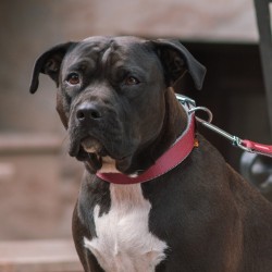 DINGO Obroża Twilight Silver (pojedyncza taśma) - bordowa 1,6cm x 40cm