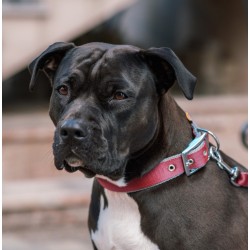 DINGO Obroża Twilight Silver (taśma EXTRA) - czarna 3cm x 65cm