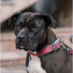 DINGO Obroża Twilight Silver (taśma EXTRA) - morska 3cm x 65cm