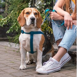 DINGO Smycz pojedyncza Twilight Silver  - morska 1cm x 130cm