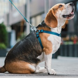 DINGO Szelki FRED Twilight Silver - czarne rozm. 40 (1cm)