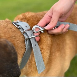 DINGO Obroża z metalowym zapięciem - szara 2,5cm x 55cm