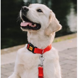 DINGO Obroża regulowana z zapięciem plastikowym - szara 2cm x 45cm