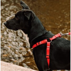 DINGO Szelki z taśmy "Fred" - szare rozm. 50 (1,6cm)