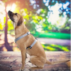 DINGO Szelki typu guard "Maks" L