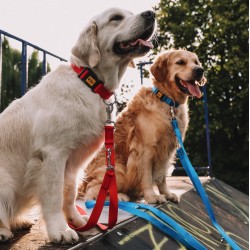 DINGO Smycz z taśmy, przedłużana - szara 2cm x 120-220cm