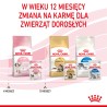 ROYAL CANIN Kitten Instinctive pasztet karma mokra - pasztet dla kociąt do 12 miesiąca życia 48x 85g
