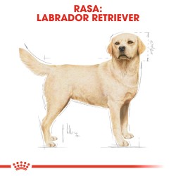 ROYAL CANIN Labrador Retriever Adult karma sucha dla psów dorosłych do 5. roku życia, rasy labrador retriever 3 kg
