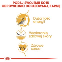 ROYAL CANIN Sphynx Adult karma sucha dla kotów dorosłych rasy sfinks 400g