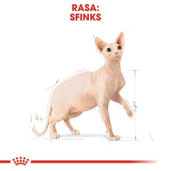 ROYAL CANIN Sphynx Adult karma sucha dla kotów dorosłych rasy sfinks 10 kg