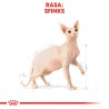 ROYAL CANIN Sphynx Adult karma sucha dla kotów dorosłych rasy sfinks 10 kg