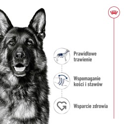 ROYAL CANIN Maxi Adult karma sucha dla psów dorosłych, do 5 roku życia, ras dużych 30kg