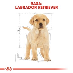 ROYAL CANIN Labrador Retriever Puppy karma sucha dla szczeniąt do 15 miesiąca, rasy labrador retriever 3 kg