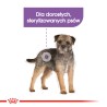 ROYAL CANIN CCN Mini Sterilised karma sucha dla psów dorosłych ras małych, sterylizowanych 2x 8kg