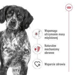 ROYAL CANIN Medium Adult karma mokra w sosie dla psów dorosłych ras średnich 10x 140g