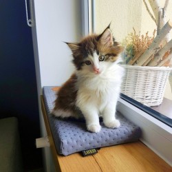 LAUREN DESIGN Parapeciak / Legowisko CLEO 50 x 20 x 3 cm - szary (pikowany)