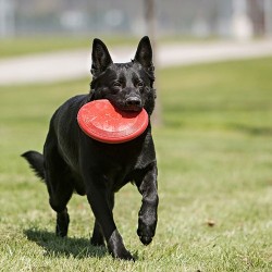 KONG Flyer - Frisbee (czerwony) S