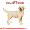 ROYAL CANIN Labrador Retriever Adult karma sucha dla psów dorosłych do 5. roku życia, rasy labrador retriever 3 kg