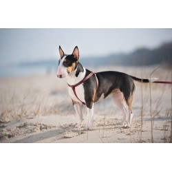 AMIPLAY Szelki regulowane Lincoln - Bordowe S