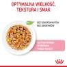 ROYAL CANIN Kitten Sterilised karma mokra w galaretce dla kociąt od 6 do 12 miesiąca życia, sterylizowanych 48x 85g
