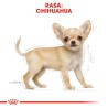 ROYAL CANIN Chihuahua Puppy karma sucha dla szczeniąt do 10 miesiąca, rasy chihuahua 1,5 kg