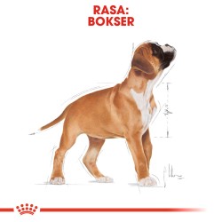 ROYAL CANIN Boxer Puppy karma sucha dla szczeniąt do 15 miesiąca, rasy bokser 12kg