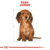ROYAL CANIN Dachshund Puppy karma sucha dla szczeniąt do 10. miesiąca, rasy jamnik 1,5 kg