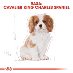 ROYAL CANIN Cavalier King Charles Puppy karma sucha dla szczeniąt do 10 miesiąca, rasy cavalier king charles spaniel 2x 1,5kg