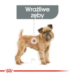 ROYAL CANIN CCN Mini Dental Care karma sucha dla psów dorosłych, ras małych, redukująca powstawanie kamienia nazębnego 1 kg