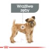 ROYAL CANIN CCN Mini Dental Care karma sucha dla psów dorosłych, ras małych, redukująca powstawanie kamienia nazębnego 1 kg