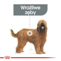 ROYAL CANIN Maxi Dental Care karma sucha dla psów dorosłych, ras dużych, redukująca powstawanie kamienia nazębnego 2x 9kg