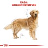 ROYAL CANIN Golden Retriever Adult karma sucha dla psów dorosłych rasy golden retriever 2x 12kg