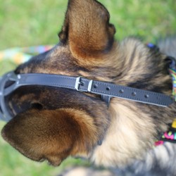 DINGO Skórzany kaganiec dla psa rasy:  Rottweiler – nitowany Rottweiler - średni