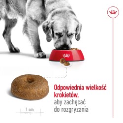 ROYAL CANIN Maxi Ageing 8+ karma sucha dla psów dojrzałych ras dużych, po 8 roku życia 15 kg