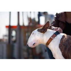 AMIPLAY Obroża regulowana Cambridge - Brązowa L