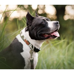 AMIPLAY Obroża regulowana Adventure - Moro XL