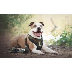 AMIPLAY Szelki Scout Adventure - Moro S