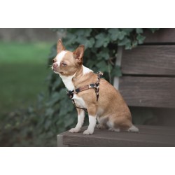 AMIPLAY Szelki regulowane Safari - Panterka M